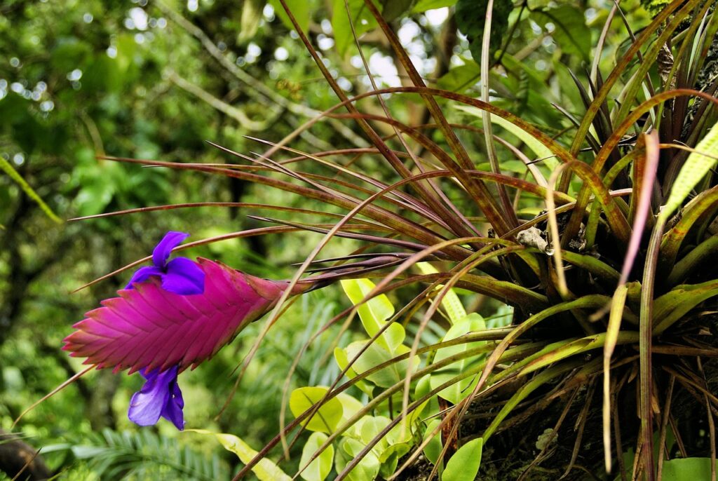 exotic flower, tillandsia, bromeliad, amazonia, tillandsia, tillandsia, tillandsia, tillandsia, tillandsia, amazonia