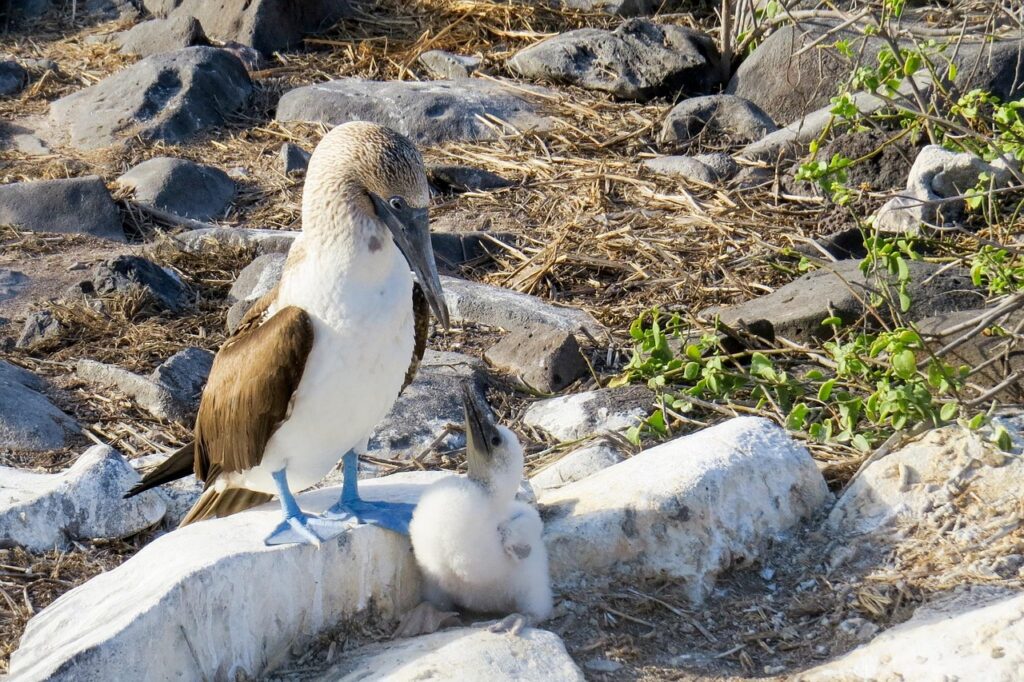 blue-footed booby, booby, bird, nature, wildlife, galapagos, galapagos islands