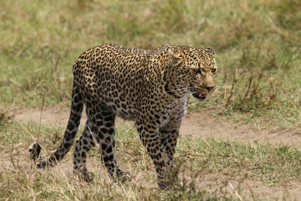 Close-up of a majestic leopard prowling in Kenya's savanna, showcasing its powerful grace.