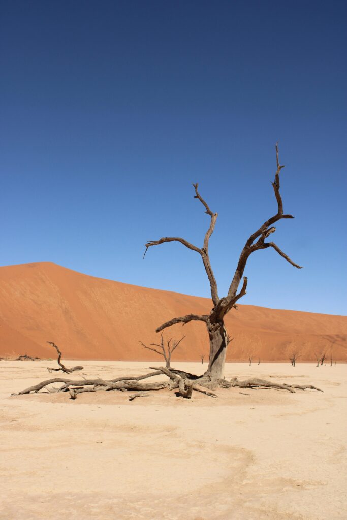 Lonely bare tree in the arid Namib Desert under a clear blue sky.