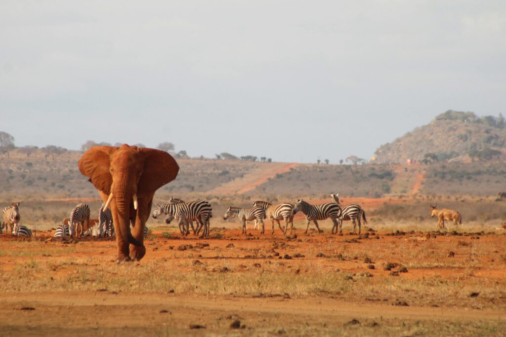 A majestic African elephant and zebras in Tsavo, Kenya, showcasing wildlife harmony.