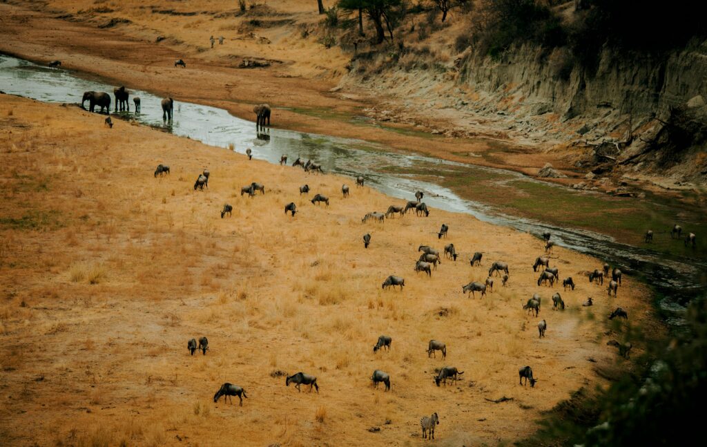 Elephants and wildebeests migrating by a river in a dry landscape.