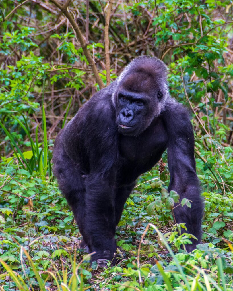 Majestic gorilla walking through a verdant forest, showcasing its natural habitat.