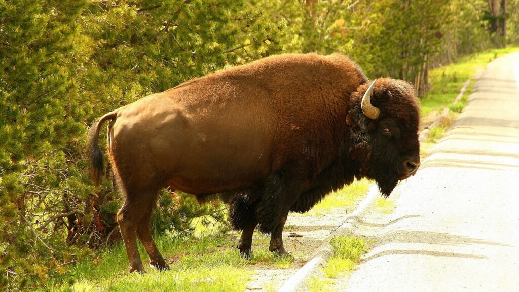 yellowstone, usa, wyoming, yellowstone national park, yellowstone river, bison, nature, america, bison, bison, bison, bison, bison