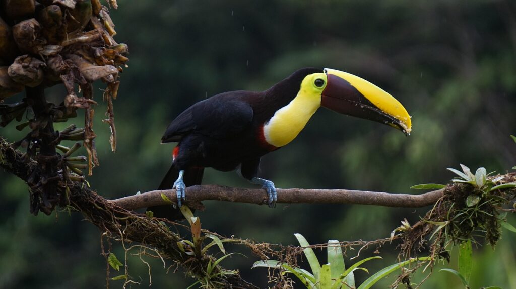 toucan, nature, chestnut, bird, costa rica
