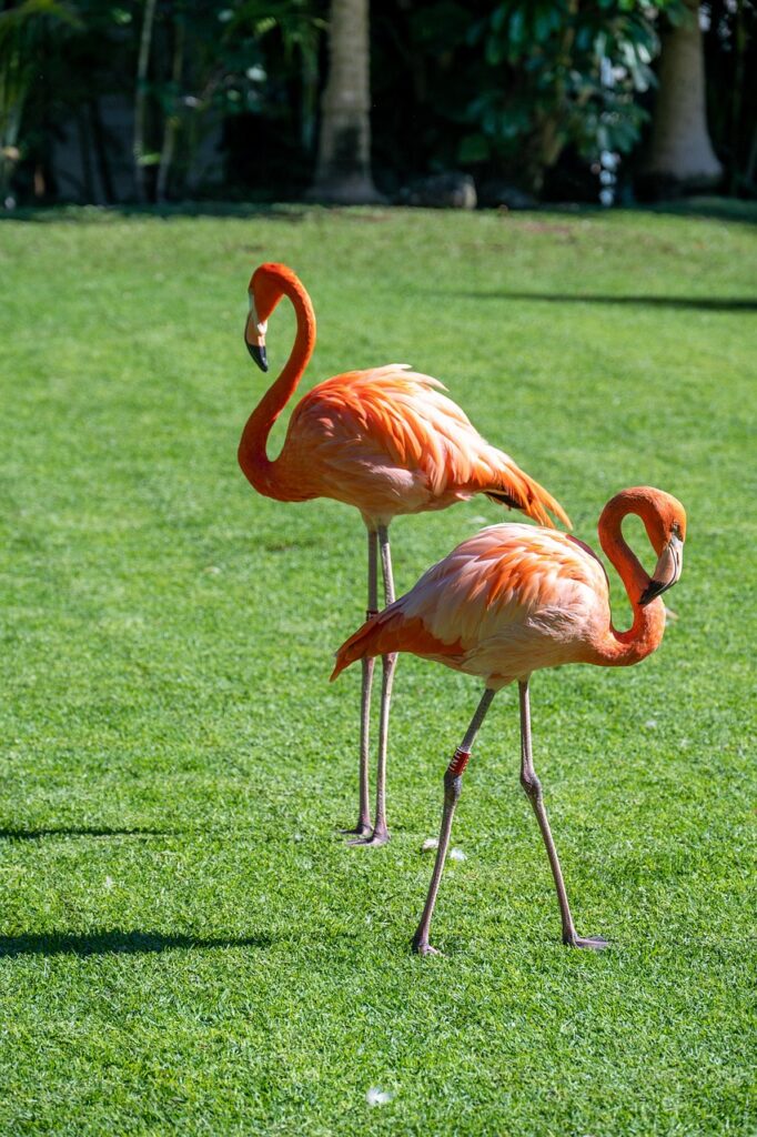 flamingo, couple, pair, bird, feathers, nature, animal, loro park, tenerife