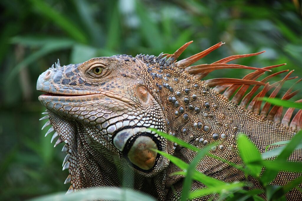 iguana, reptile, costa rica, wildlife, iguana, costa rica, costa rica, costa rica, costa rica, costa rica