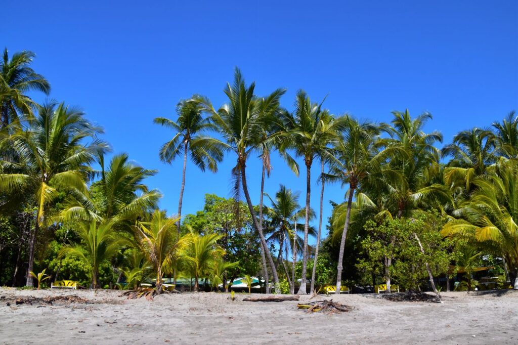 Experience a serene tropical paradise with vibrant palm trees and clear blue skies at this sandy beach.
