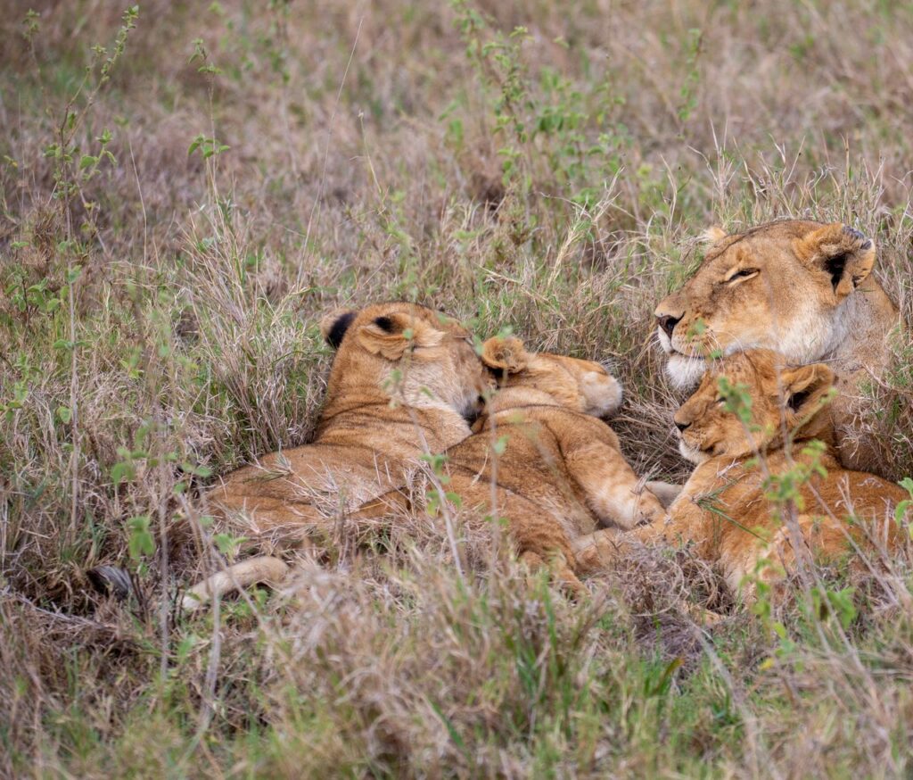 Lioness and her cubs resting in the dry grasslands of the African savannah, displaying wildlife behavior.