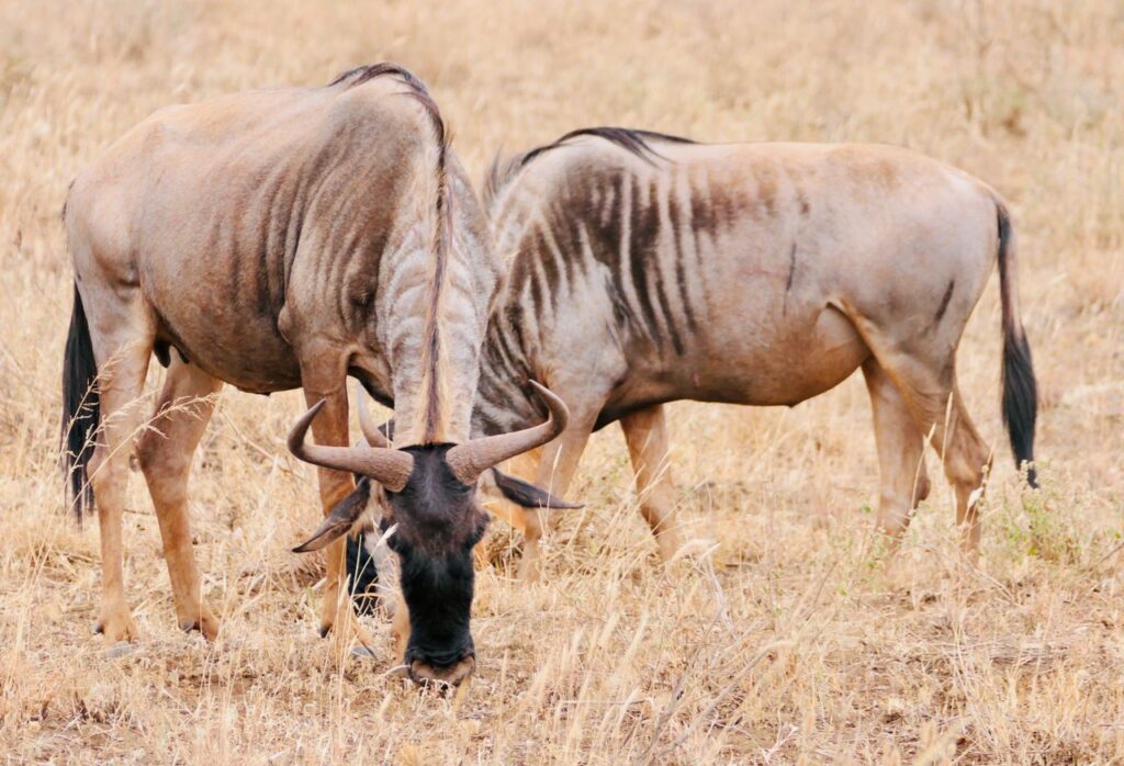 Two wildebeests grazing in the dry grasslands of the African savanna.