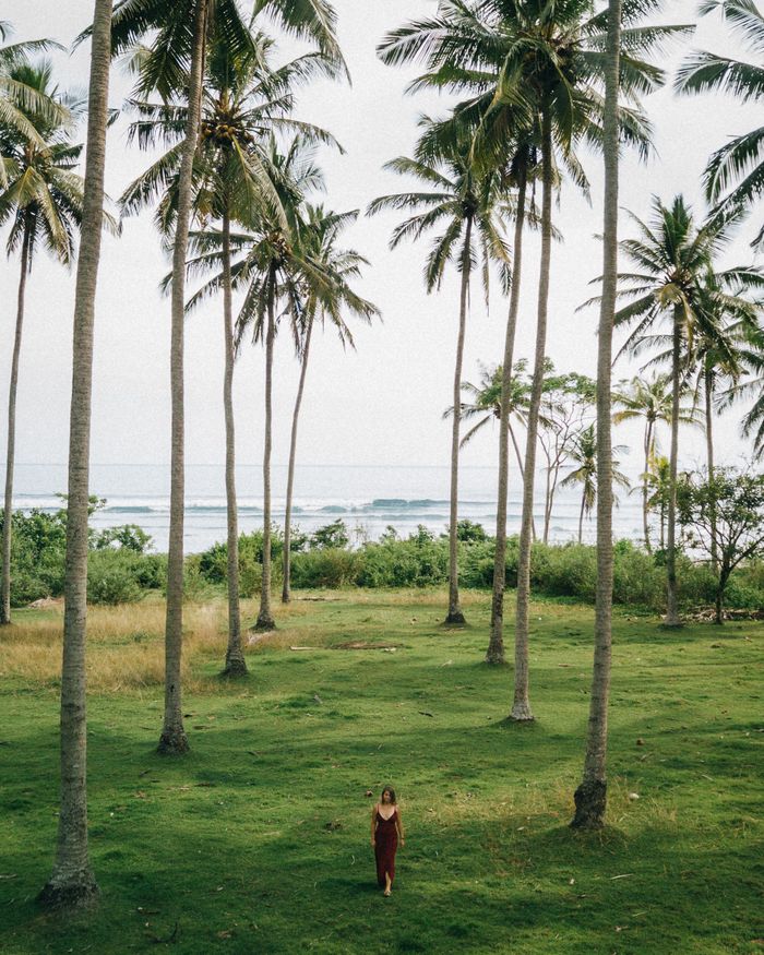 A serene tropical landscape in Bali featuring tall palm trees, vibrant greenery, and a distant sea view. Perfect for vacation and travel themes.