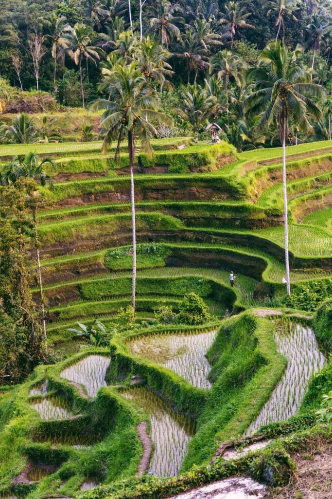 Stunning aerial view of terraced rice fields surrounded by palm trees in Bali, Indonesia.