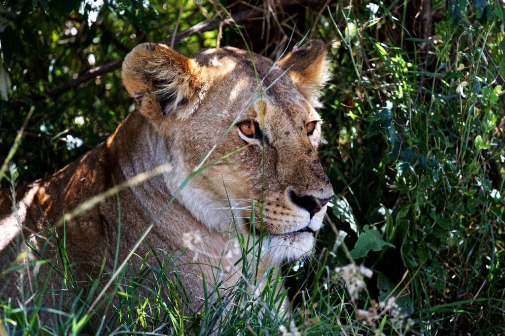 A lioness gracefully rests amidst the lush green grass in Kenya's Narok County, capturing nature's beauty.