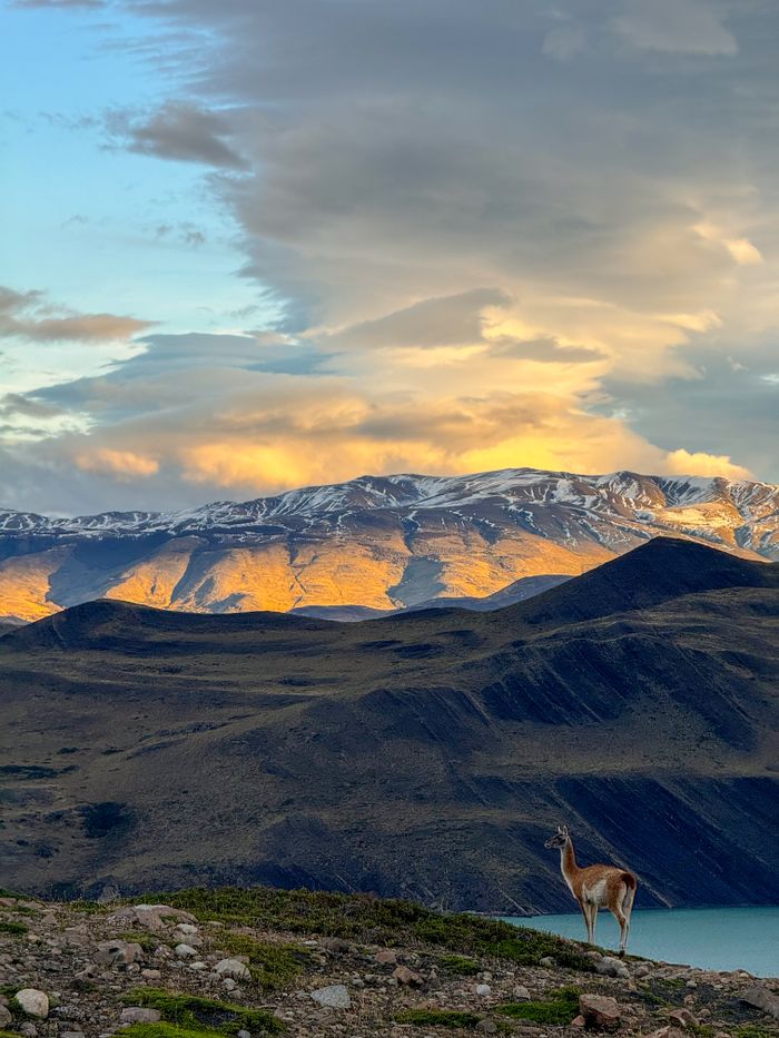 Serene landscape of a guanaco in the Chilean Andes during a vibrant sunset.