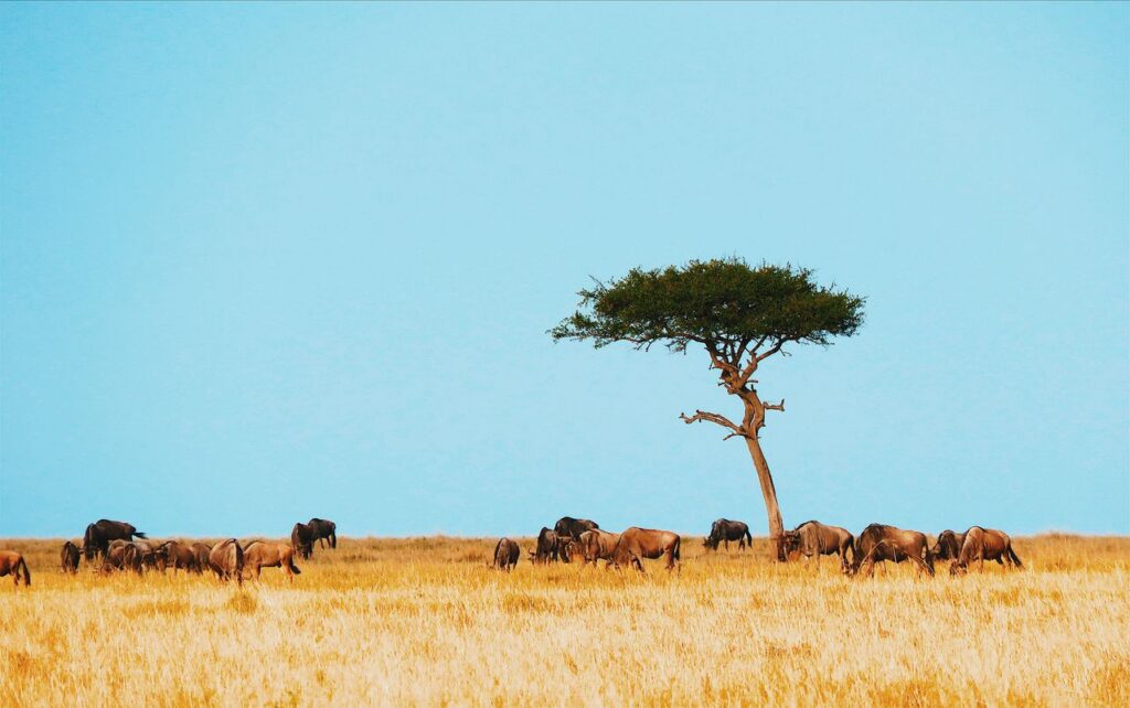 A herd of wildebeest graze under an acacia tree in the Mara Region, Tanzania, showcasing the Serengeti's vast landscape.