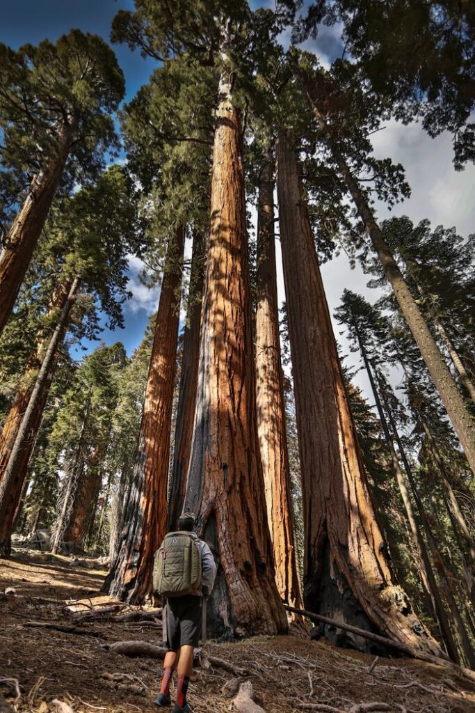Hiker among towering sequoia trees in a scenic forest setting.