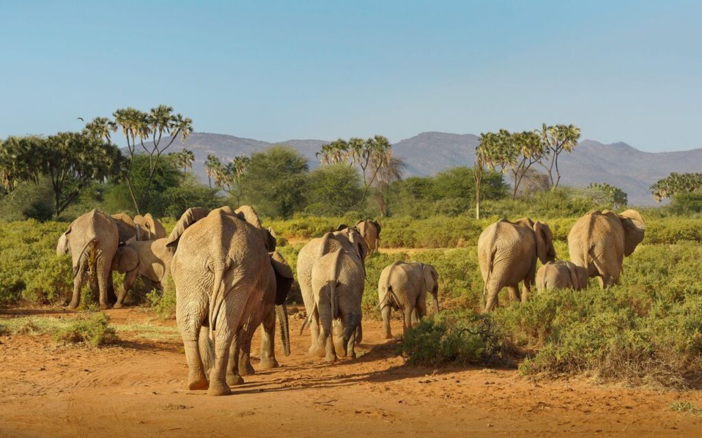 A herd of African elephants roam the Samburu savannah in Kenya, captured during daylight.