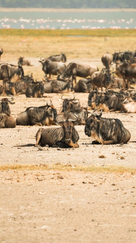 A herd of wildebeests resting in the Serengeti under the bright sun, displaying African wildlife at its best.