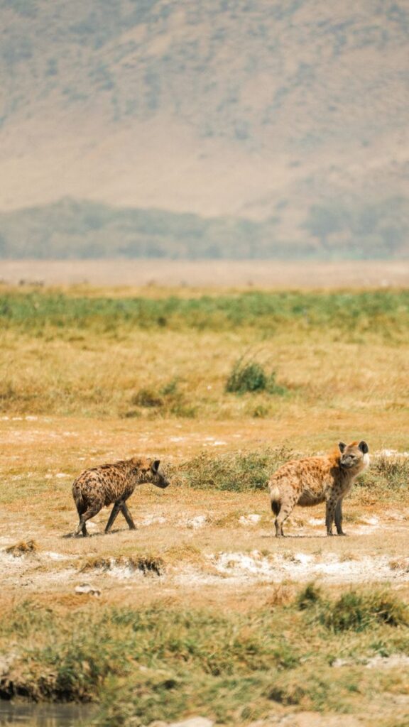 Spotted hyenas wandering in Tanzania's Ngorongoro Crater during the day.