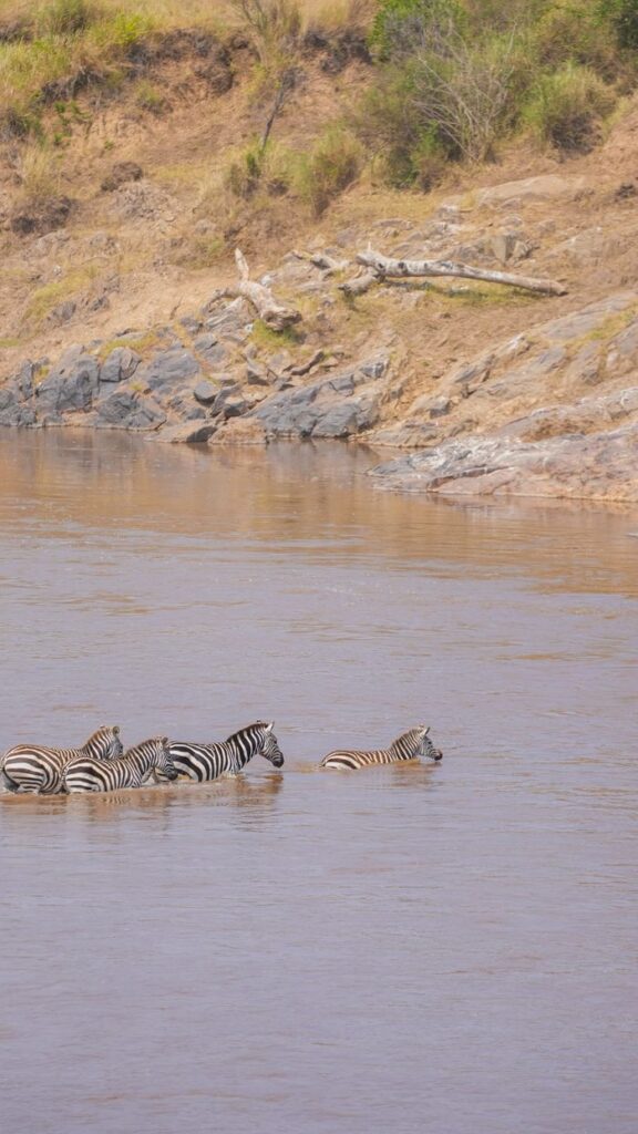 A group of zebras navigating a river crossing in the Kenyan wild.