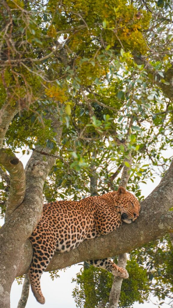 A tranquil leopard relaxes on a tree branch in the Masai Mara, showcasing African wildlife.