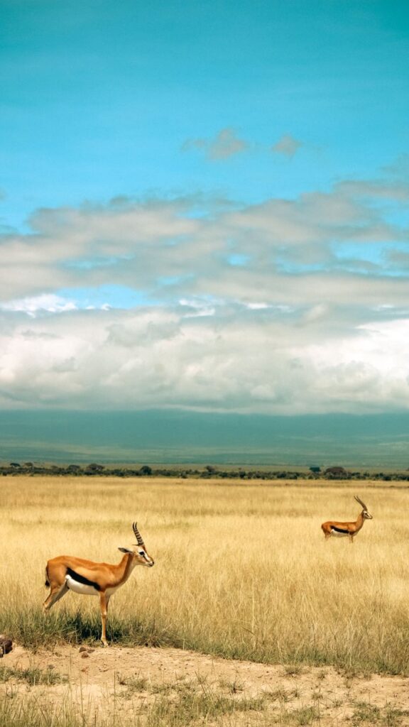 Two gazelles roam freely in the vast savannah of Kajiado County, Kenya under a bright blue sky.