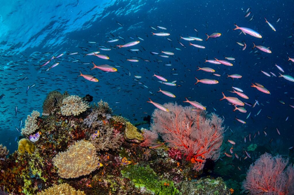 Colorful fish and corals creating a vibrant underwater scene in West Papua, Indonesia.