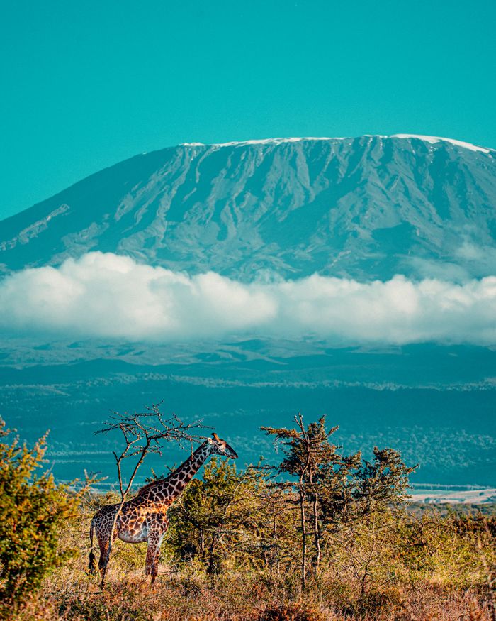 A majestic giraffe in the Serengeti with Mount Kilimanjaro in the background under a clear sky.
