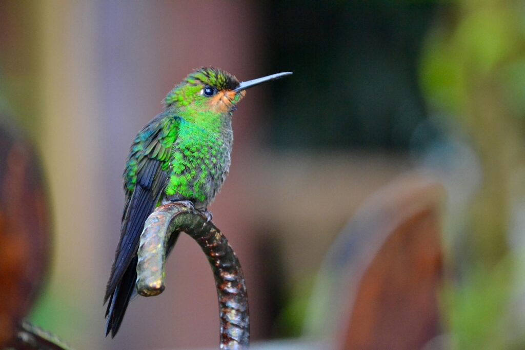 costa rica, hummingbird, nature, bird, costa rica, costa rica, costa rica, costa rica, costa rica